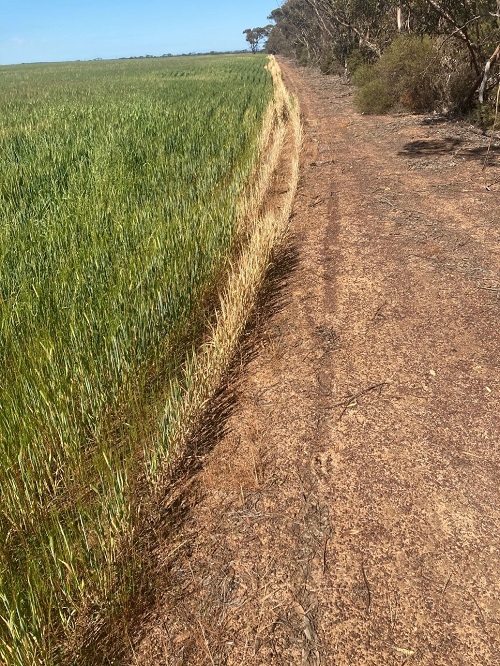 A gravel path runs alongside a paddock of green crops