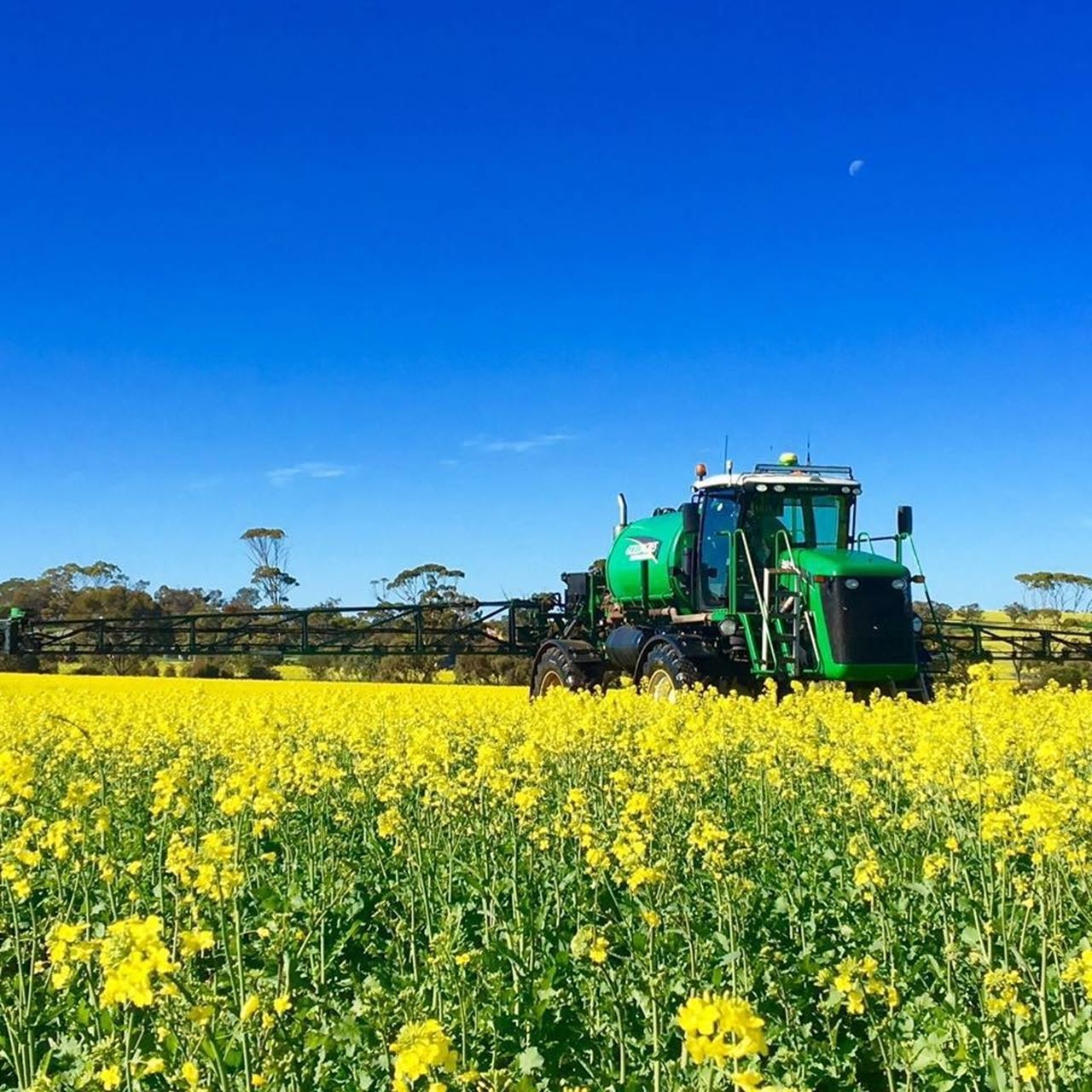 A green tractor sprays chemicals or fertiliser in a paddock of canola