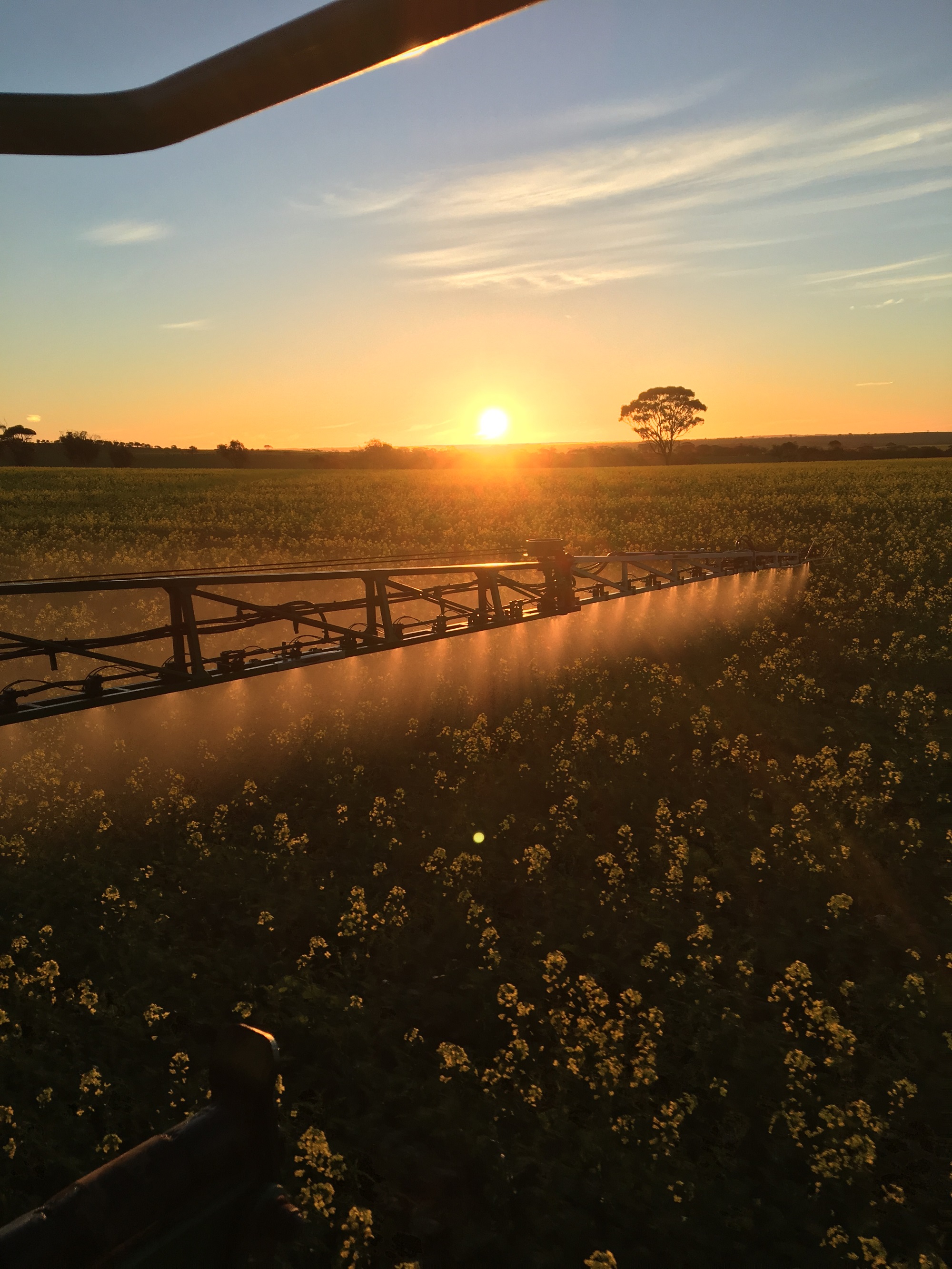 A tractor sprays chemicals or fertiliser as the sun rises