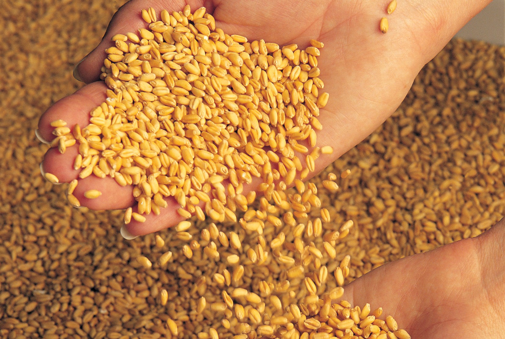 Close up of wheat grains in a hand