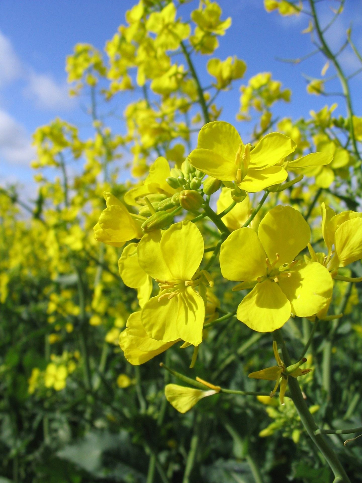 A close up shot of bright yellow flowering canola plants