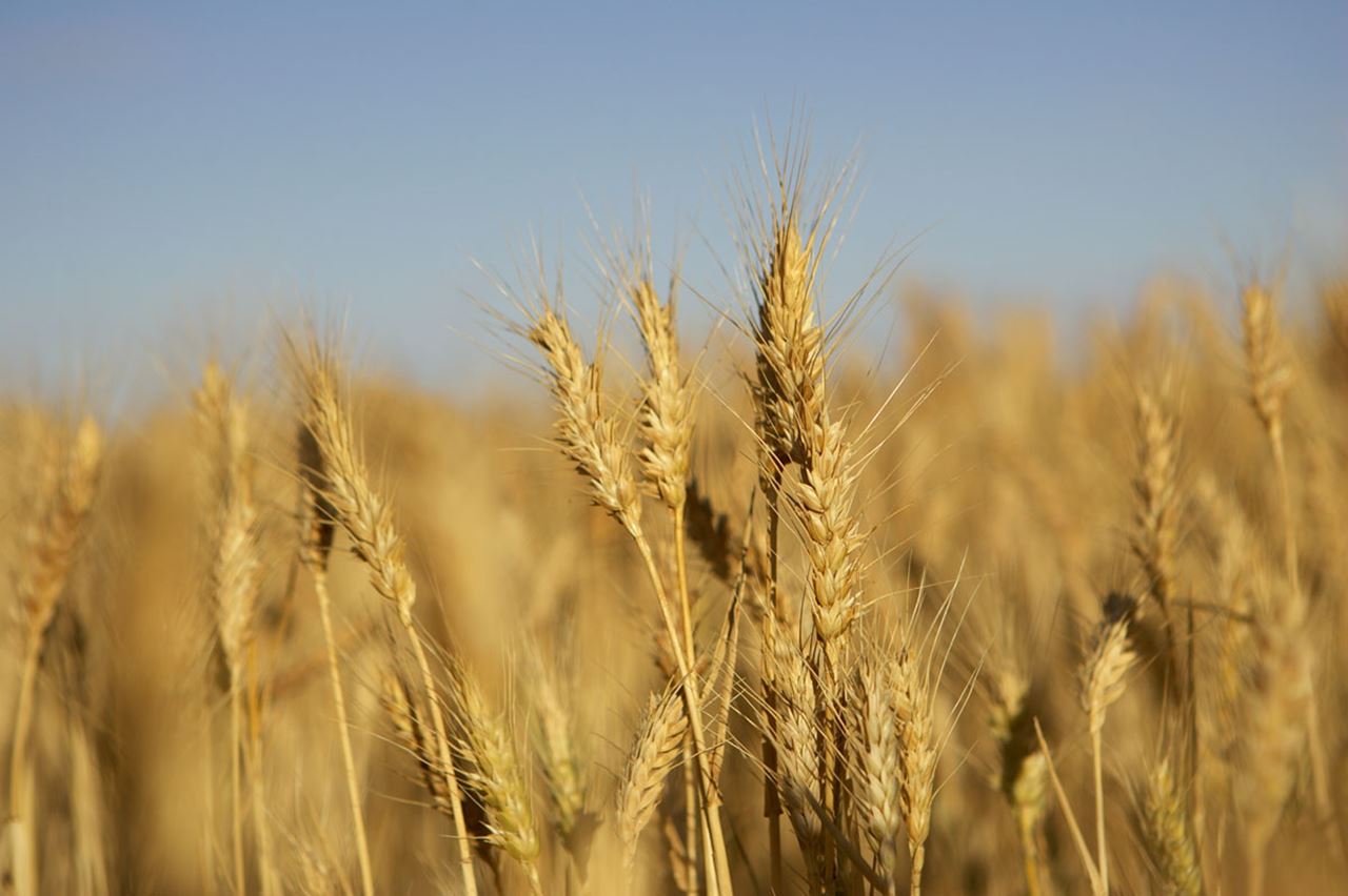 A close up shot of golden heads of wheat