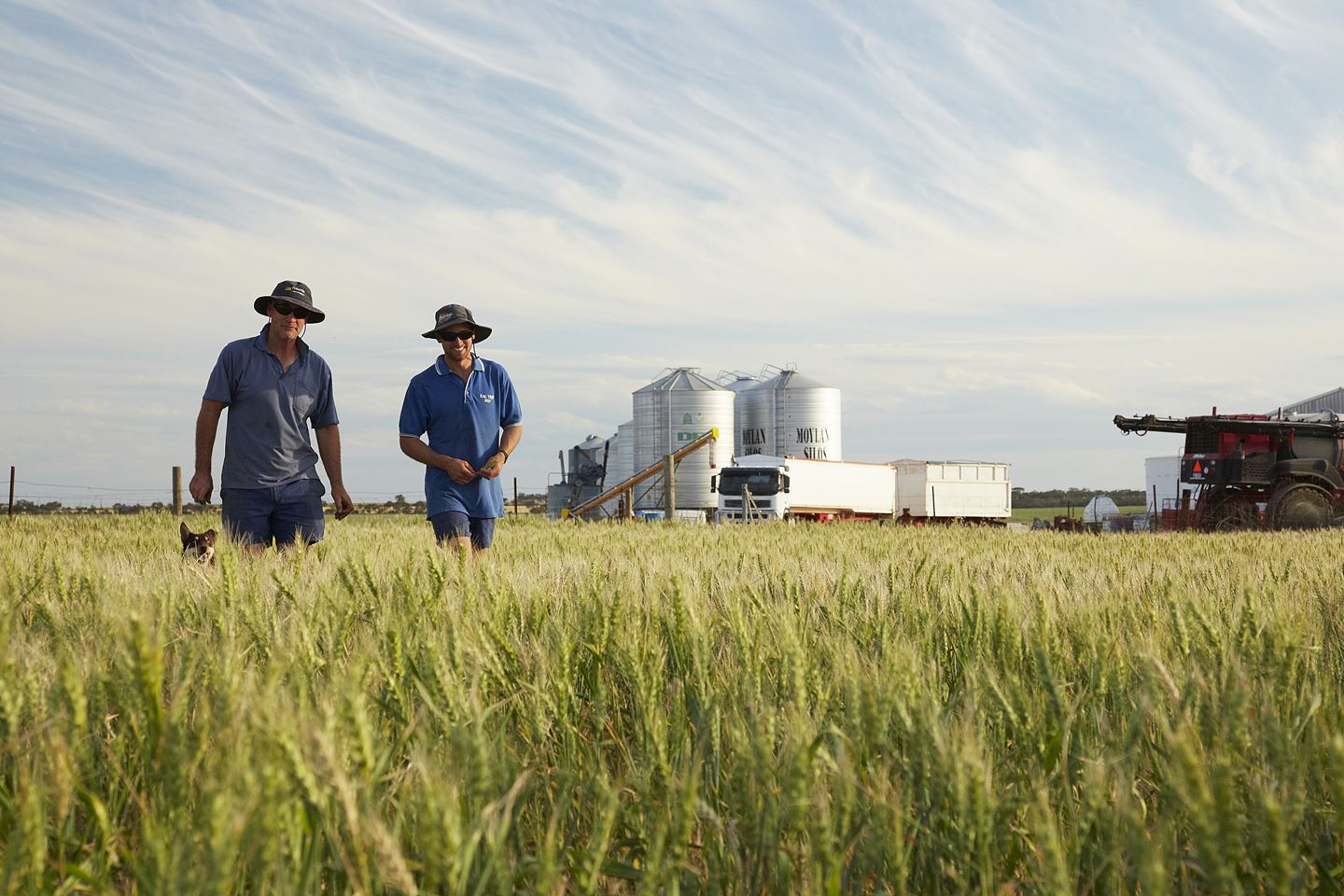 Two growers walk through a paddock of green barley with farm silos in the background