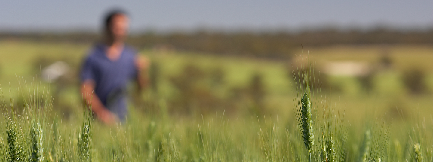 A man stands blurred in the background of a paddock of green wheat