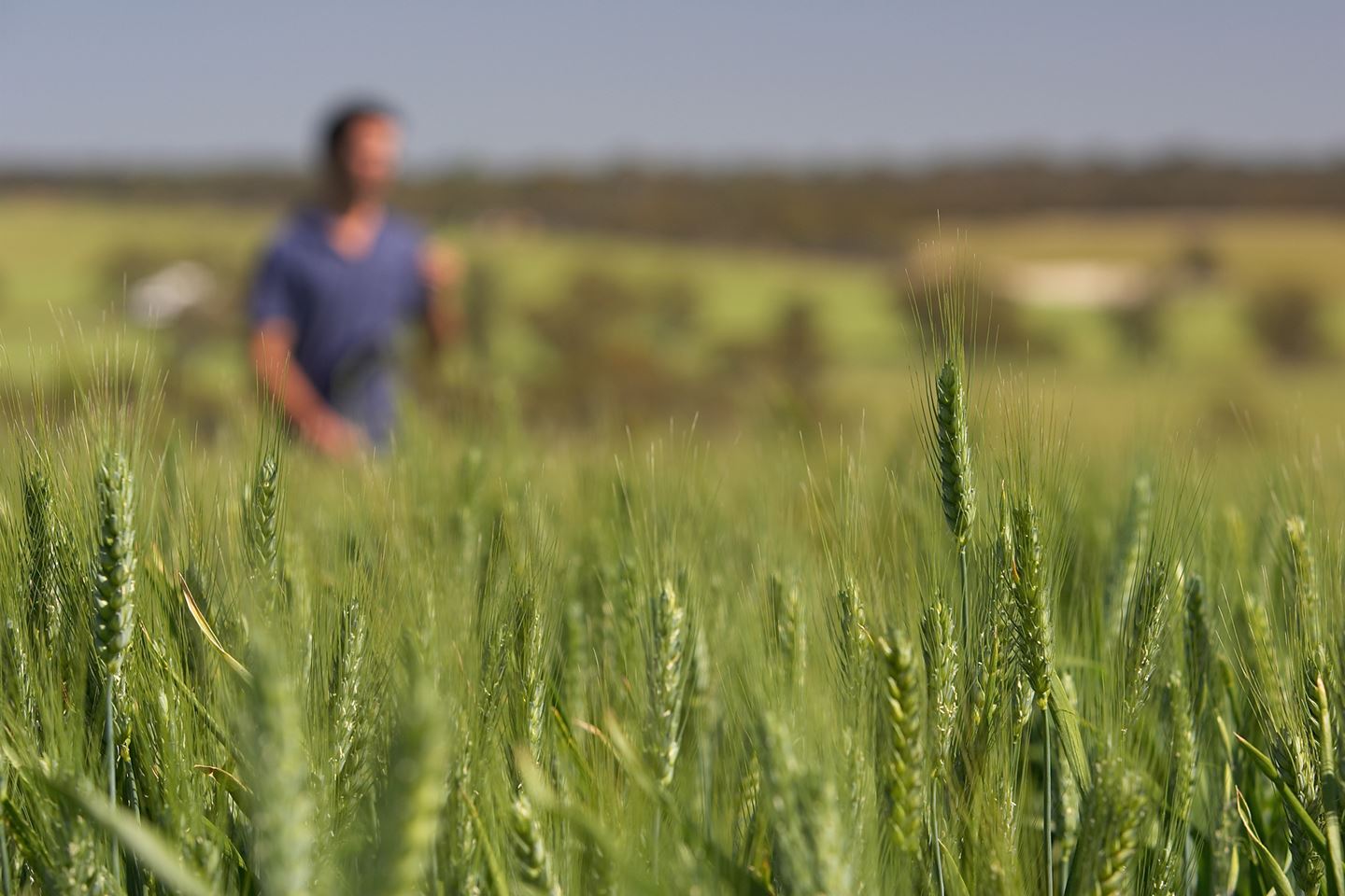 A person is blurred in the background standing in a paddock of barley
