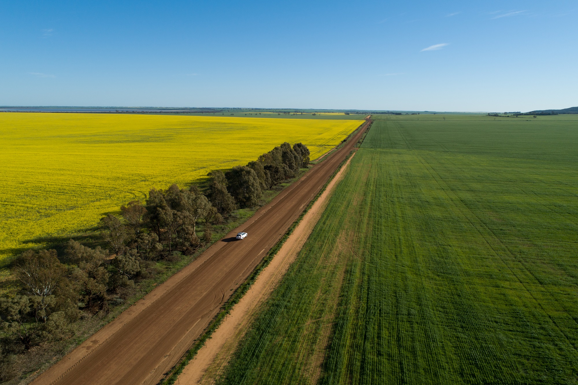 A car drives down a gravel road with a green paddock on the right and a yellow paddock on the left