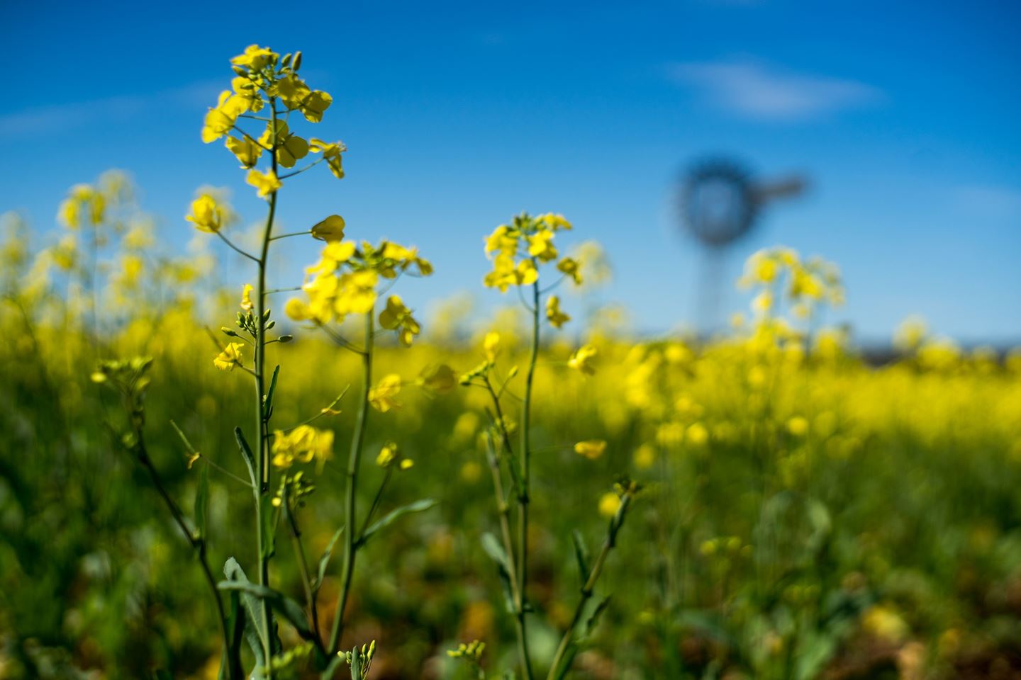 A close up shot of a canola plant flowering