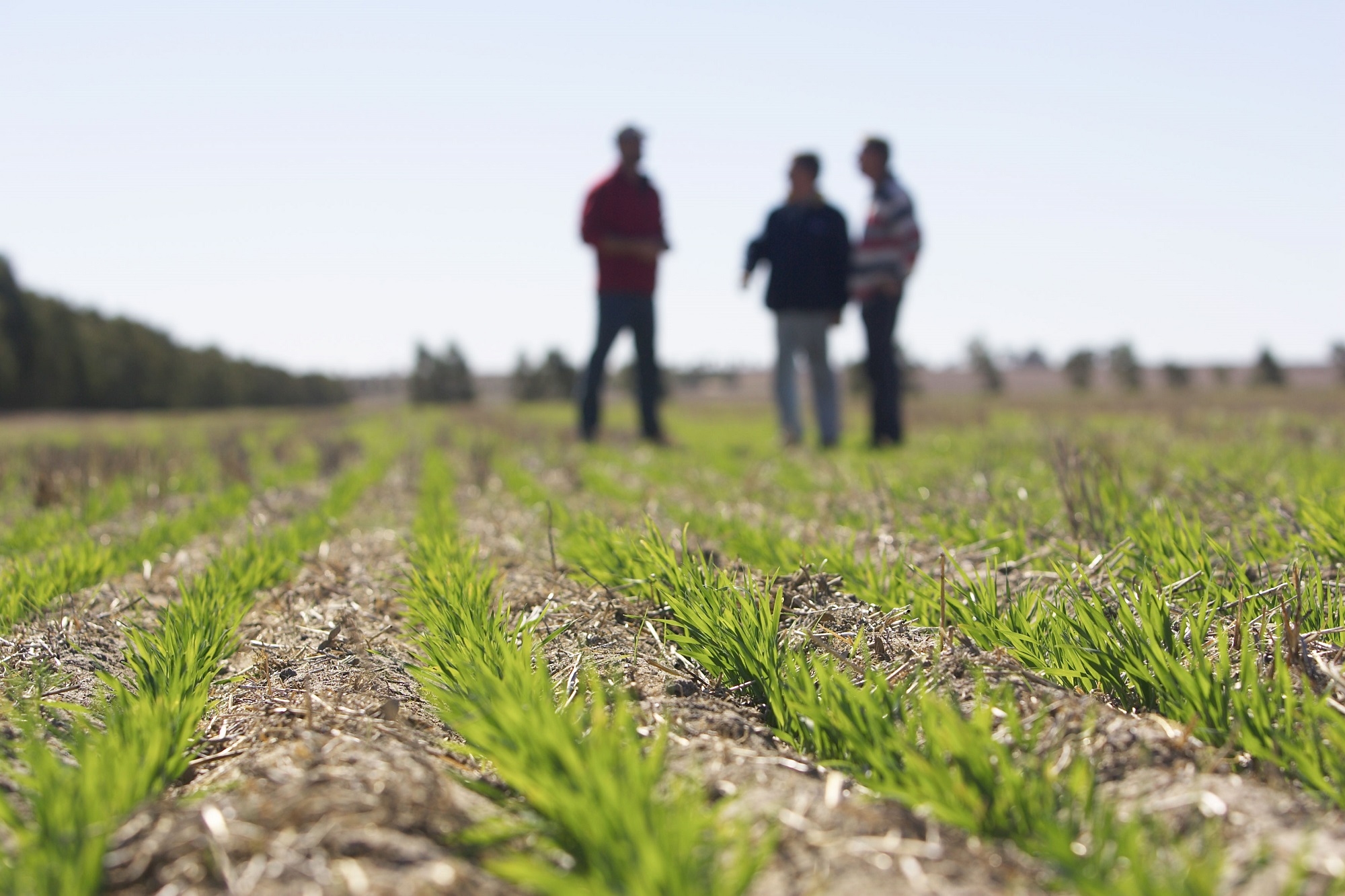 Three people in the background standing in a paddock with a newly emerged green crop