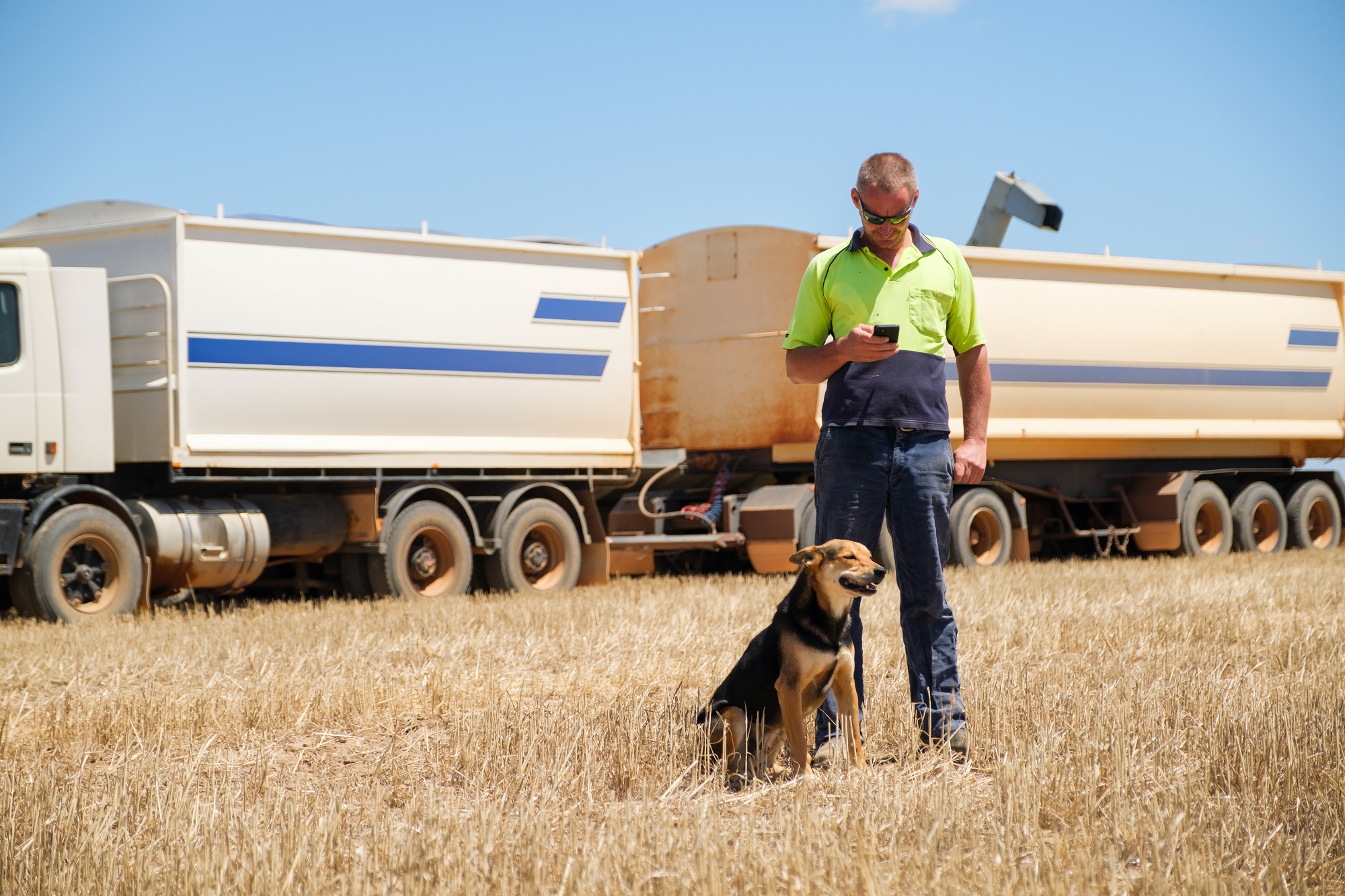 A farmer standing in front of his truck in he paddock during harvest uses his phone. while a brown dog sits at his feet.