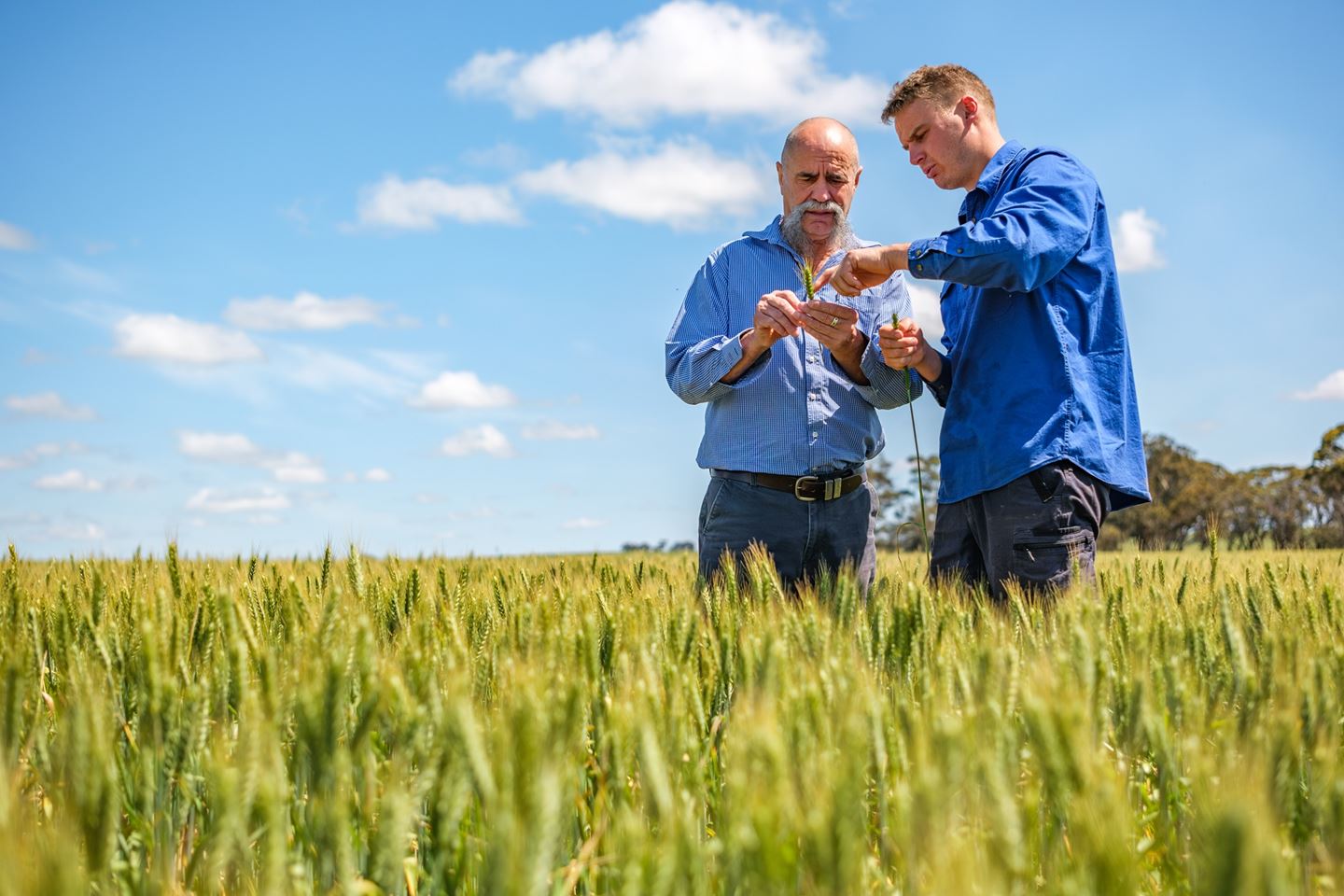 Two men in blue shirts standing in paddock inspecting crop